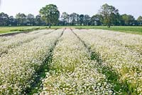Seed cultivation of daisies, Leucanthemum vulgare 