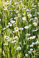 Meadow with grasses and wildflowers, daisy; Leucanthemum vulgare 