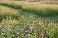 Meadow with grasses and wildflowers 