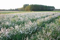 Seed cultivation of catchfly, Silene 