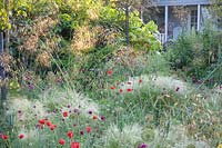 Gravel garden, Nasella tenuissima, Stipa gigantea, Papaver rhoeas 