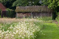 Wildflower meadow with daisies and grasses, Leucanthemum vulgare 