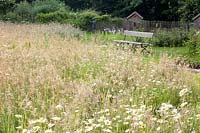 Wildflower meadow with daisies and grasses, Leucanthemum vulgare 