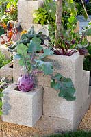 Vegetables planted in hollow stones 