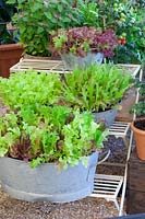 Salad in pots 