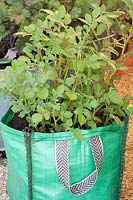 Potatoes in planting bag, Solanum tuberosum Charlotte 