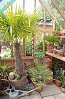 Overwintering palm trees in the greenhouse 