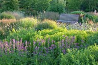 Perennial Garden Vlinderhof, Stachys monnieri Hummelo, Echinops ritro Veitchs Blue 