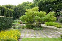 Formal garden with sumac, Rhus typhina 