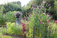 Garden with annual summer flowers, Lathyrus odoratus 