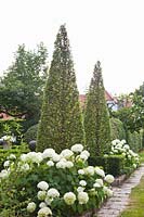 Front garden with hornbeams and hydrangeas, Carpinus betulus, Hydrangea arborescens Annabelle 
