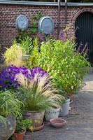 Pot garden with feather grass and sage, Nasella tenuissima, Salvia Amistad 