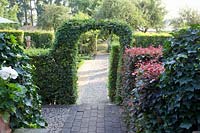 Path into the garden, Carpinus betulus 