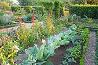 Vegetable garden with pointed cabbage and peppers, Brassica oleracea, Capsicum annuum 