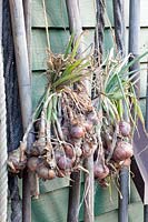 Drying onions, Allium cepa 