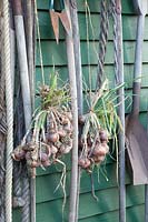Garden tools and drying bulbs, Allium cepa 