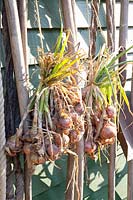 Drying onions, Allium cepa 