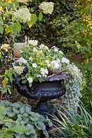 Pot in the shade with busy Lizzie, Impatiens walleriana, Dichondra Silver Falls 