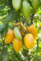 Tomato Artisan Blush Tiger, Solanum lycopersicum Artisan Blush Tiger 