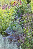Blue-leaved Brussels sprouts and basil, Brassica oleracea, Ocimum basilicum African Blue 