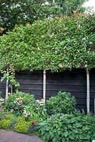 Tree hedge made of Photinia fraseri 