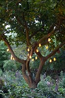 Lanterns in a magnolia 