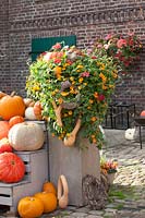 Planter with Black-eyed Susan, decorated with pumpkins and gourds, Thunbergia alata 