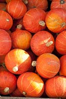 Hokkaido pumpkin, Cucurbita maxima Hokkaido 