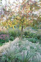 Bed with feather grass under ornamental apple Red Sentinel, Nasella tenuissima, Malus Red Sentinel 