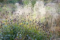 Seed heads of sneezeweed and hairgrass in the autumn garden, Helenium, Deschampsia cespitosa 