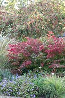 Bed with spindle tree, cranesbill and crabapple, Euonymus alatus, Malus Red Sentinel, Geranium Rozanne 
