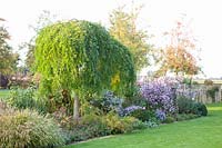 Bed with pagoda tree and asters, Sophora japonica Pendula 