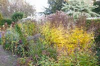 Seed heads and autumn colouring of Candelabra speedwell, Veronicastrum virginicum 