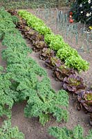 Vegetable garden in autumn with kale and lettuce, Brassica oleracea, Lactuca sativa 