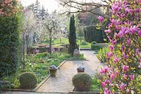 Spring garden with ornamental pear and magnolia, Pyrus salicifolia Pendula, Magnolia liliiflora Susan 