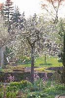 Spring garden with ornamental pear, Pyrus salicifolia Pendula 
