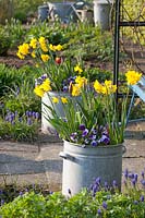 Bulb plants in galvanized buckets, Viola, Narcissus, Muscaria armeniacum 