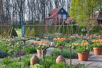 Vegetable garden in spring with pear espalier and tulips in pots, Pyrus communis Bonne Louise d'Avranches, Tulipa fosteriana Orange Emperor 