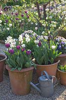Tulips and daffodils in pots, Tulipa Negrita, Tulipa Shirley, Narcissus triandrus Thalia 