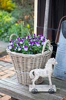 Basket with horned violets 