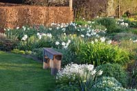 Seating area with white daffodils and white spring vetchling, Lathyrus vernus, Narcissus 