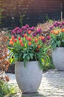 Tulips in pots, Tulipa Veronique Sanson, Tulipa Ronaldo 