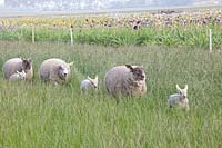Sheep in the pasture 