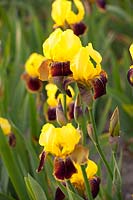 Bearded Iris, Iris barbata Rajah Brook 