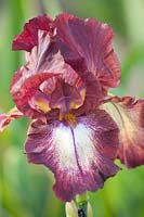 Bearded Iris, Iris barbata High Life 