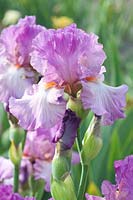 Bearded Iris, Iris barbata 