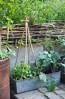Recycled metal filing boxes planted with peas and kohlrabi, Pisum sativum, Brassica oleracea 
