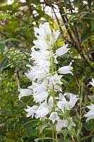 Bellflower, Campanula latifolia Alba 