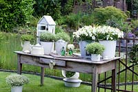 Decorated table with ornamental tobacco and gypsophila in pots, Nicotiana sanderae, Ghypsophyla muralis 