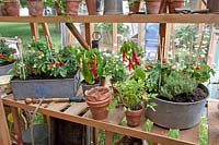 Tomatoes and chilies in the greenhouse Capsicum annuum, Solanum lycopersicum 